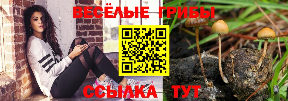 Долгопрудный  Псилоцибиновые грибы MAGIC MUSHROOMS  Псилоцибиновые грибы прущие грибы  Вход с VPN 